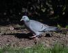 Stock Dove at Canewdon (Jeff Delve) (74339 bytes)