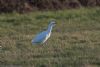 Cattle Egret at Lion Creek (Jeff Delve) (62240 bytes) Cattle Egret at Lion Creek (Jeff Delve) (62240 bytes)
