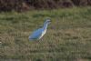 Cattle Egret at Lion Creek (Jeff Delve) (62240 bytes)