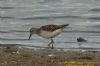 Wood Sandpiper at West Canvey Marsh (RSPB) (Richard Howard) (106206 bytes)