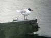 Mediterranean Gull at Southend Pier (Matt Bruty) (53824 bytes)