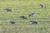 Red-breasted Goose at South Fambridge (Paul Baker) (106456 bytes)