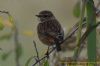 Stonechat at West Canvey Marsh (RSPB) (Richard Howard) (47387 bytes)