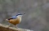 Nuthatch at Pound Wood (Tim Bourne) (35210 bytes)