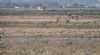 White-fronted Goose at Wallasea Island (RSPB) (Jeff Delve) (65740 bytes) White-fronted Goose at Wallasea Island (RSPB) (Jeff Delve) (65740 bytes)
