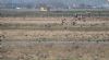 White-fronted Goose at Wallasea Island (RSPB) (Jeff Delve) (65740 bytes)