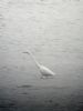 Great White Egret at Paglesham Lagoon (Matt Bruty) (51360 bytes) Great White Egret at Paglesham Lagoon (Matt Bruty) (51360 bytes)