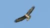 Buzzard at Fleet Head (Steve Arlow) (54235 bytes) Buzzard at Fleet Head (Steve Arlow) (54235 bytes)
