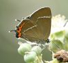 White-letter Hairstreak at Benfleet Downs (Graham Oakes) (73591 bytes)