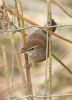 Cetti's Warbler at Bowers Marsh (RSPB) (Graham Oakes) (61746 bytes)
