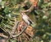 Pied Flycatcher at Gunners Park (Vince Kinsler) (87685 bytes)