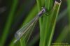 Scarce Emerald Damselfly at Canvey Way (Richard Howard) (44622 bytes)