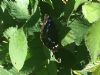 Purple Emperor at Belfairs Woods (Vince Kinsler) (79525 bytes)