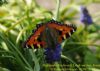 Small Tortoiseshell at Highlands Boulevard, Leigh (Richard Howard) (116141 bytes)