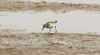 Little Stint at Wallasea Island (RSPB) (Steve Arlow) (53751 bytes)