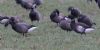 Black Brant at Wallasea Island (RSPB) (Jeff Delve) (55295 bytes)