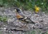 Brambling at Canewdon (Jeff Delve) (72639 bytes)