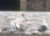 Spoonbill at Bowers Marsh (RSPB) (Paul Griggs) (58107 bytes) Spoonbill at Bowers Marsh (RSPB) (Paul Griggs) (58107 bytes)