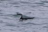 Razorbill at Southend Pier (Vince Kinsler) (58162 bytes)