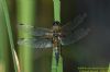 Four-spotted Chaser at Bowers Marsh (RSPB) (Richard Howard) (48160 bytes)