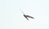 Hen Harrier at Wallasea Island (RSPB) (Paul Griggs) (9675 bytes) Hen Harrier at Wallasea Island (RSPB) (Paul Griggs) (9675 bytes)