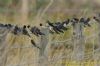 Swallow at West Canvey Marsh (RSPB) (Richard Howard) (96729 bytes)