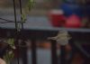 Chiffchaff at Leigh on Sea (Graham Mee) (38363 bytes) Chiffchaff at Leigh on Sea (Graham Mee) (38363 bytes)