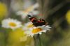 Red Admiral at Gunners Park (Richard Howard) (35760 bytes)