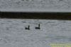 Pintail at Bowers Marsh (RSPB) (Richard Howard) (106473 bytes)