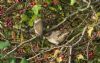 Barred Warbler at Gunners Park (Richard Howard) (96102 bytes) Barred Warbler at Gunners Park (Richard Howard) (96102 bytes)