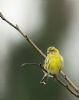 Serin at Gunners Park (Graham Oakes) (187055 bytes)