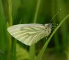 Green-veined White at Bowers Marsh (RSPB) (Graham Oakes) (52801 bytes) Green-veined White at Bowers Marsh (RSPB) (Graham Oakes) (52801 bytes)