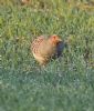 Grey Partridge at Bowers Marsh (RSPB) (Graham Oakes) (124088 bytes)