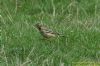 Yellow Wagtail at Vange Marsh (RSPB) (Richard Howard) (105479 bytes)