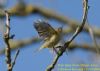 Chiffchaff at Wat Tyler Country Park (Richard Howard) (91606 bytes)