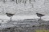 Wood Sandpiper at Vange Marsh (RSPB) (Richard Howard) (106698 bytes)