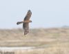 Pallid Harrier at Wallasea Island (RSPB) (Jeff Delve) (24365 bytes)