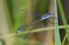 Scarce Emerald Damselfly at Canvey Way (Richard Howard) (45130 bytes)