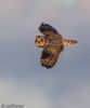 Short-eared Owl at Wallasea Island (RSPB) (Jeff Delve) (47752 bytes) Short-eared Owl at Wallasea Island (RSPB) (Jeff Delve) (47752 bytes)