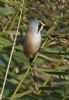 Bearded Tit at Bowers Marsh (RSPB) (Graham Oakes) (70848 bytes)