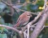 Red-backed Shrike at Shoebury East Beach (Vince Kinsler) (77527 bytes)