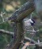 Coal Tit at Hockley Woods (Jeff Delve) (86698 bytes) Coal Tit at Hockley Woods (Jeff Delve) (86698 bytes)
