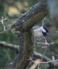 Coal Tit at Hockley Woods (Jeff Delve) (86698 bytes)