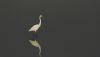 Great White Egret at Hullbridge (Steve Arlow) (151658 bytes) Great White Egret at Hullbridge (Steve Arlow) (151658 bytes)
