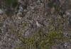 Whinchat at Bowers Marsh (RSPB) (Jeff Delve) (72369 bytes)