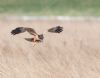 Marsh Harrier at Wallasea Island (RSPB) (Andrew Armstrong) (53489 bytes)