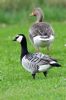 Barnacle Goose at Bowers Marsh (RSPB) (Graham Oakes) (61925 bytes) Barnacle Goose at Bowers Marsh (RSPB) (Graham Oakes) (61925 bytes)