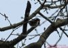 Coal Tit at Hockley Woods (Richard Howard) (136287 bytes)