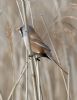 Bearded Tit at Vange Marsh (RSPB) (Graham Oakes) (49954 bytes) Bearded Tit at Vange Marsh (RSPB) (Graham Oakes) (49954 bytes)