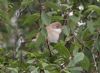 Whitethroat at Gunners Park (Jeff Delve) (81362 bytes)